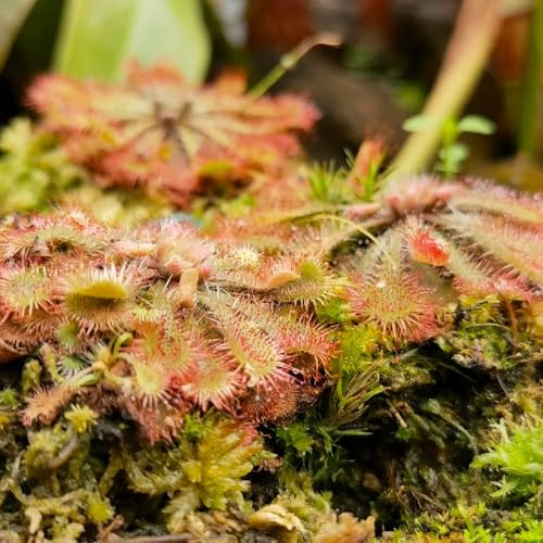 Sonnentau Fleischfressende, exotische Sonnentau, Drosera capensis, bio exotische garten 100pcs
