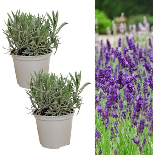 Carbeth Plants English Lavender Herb Plant 2 x Large 14cm Pot – Upright, Bushy Purple Lavender for Indoor & Outdoor Growing – Scented Garden Plant for Pots, Borders & Pollinators