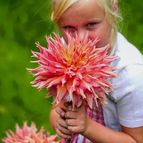 Dahlias Bulbes Collection Dinnerplate Orange - 5 Bulbes de Fleurs à Planter Exterieur - Plante Exterieur Jardin - Naturelle Plantes de Hollande (pas de graines, non artificielle)