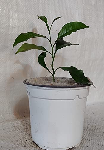 Orange Tree, Citrus sinsensis, Valencia Orange Plant in a 13cm - 1 Litre Pot with Weed Mat.