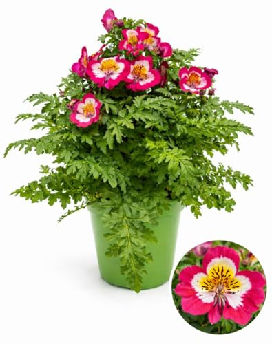 POWERS TO FLOWERS - SCHIZANTHUS ROSSO FUCSIA, VASO 13 CM DIAMETRO, pianta vera
