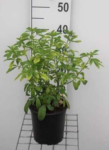 Choisya ternata - Oranger Du Mexique 25-30 cm en pot