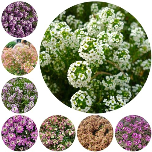 semillas de aliso, jardín exterior perennes resistentes, balcón 550pcs