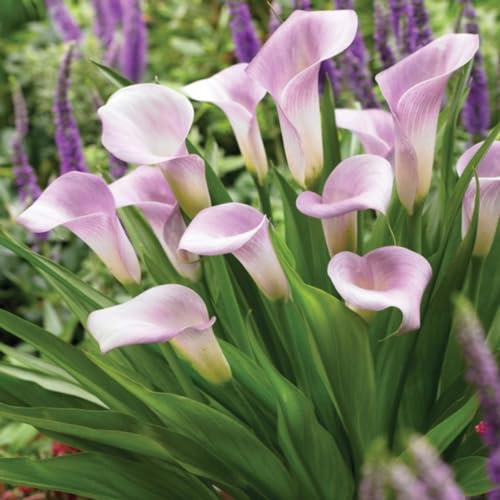 Calla Lily Bulbs-Calla Lily Bulbs for Planting Now UK,Wedding Flowers,Hardy Perennial,Plant Bulbs,Garden Flowers-8bulbs-c