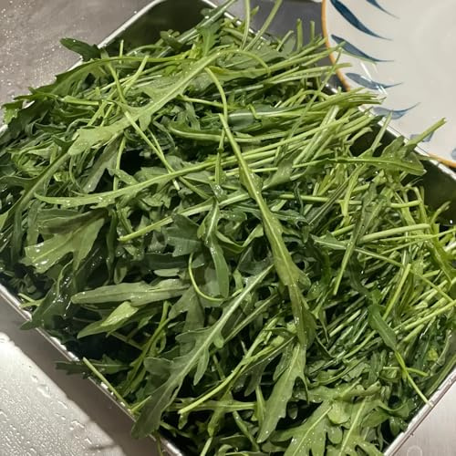 rucola, rucolasamen gewächshaus balkon anzucht kletterpflanzen gartenpflanzen winterhart mehrjährig exotische bio grünpflanzen wintergemüse anzucht kaufen winterharte kübelpflanzen 160samen