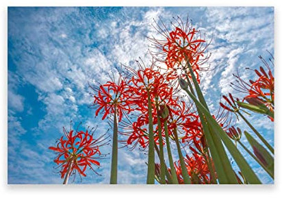 GEILEX Art Mural lys araignée Rouge. Impression de Tableaux Nature sur Toile. Image d'art Mural sur Toile de Paysage pour Affiche de Salon. 40x60cm(15.8x23.7in) sans Cadre