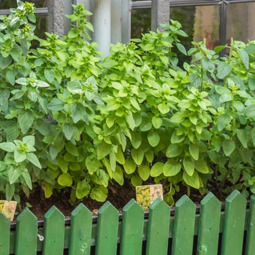 semillas de mejorana organica de mejorana Resistente jardin decorativas, perennes, resistentes balcón 550pcs