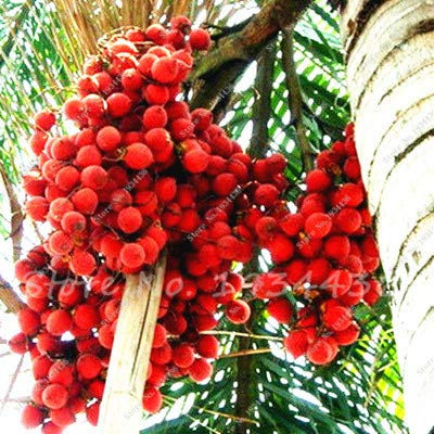PlenTree 10 PC/Satz, Dattelpalme Phoenix Dactylifera Baum als ES Bonsai-Baum Sementes De Flores jardinagem Em Casa: 1