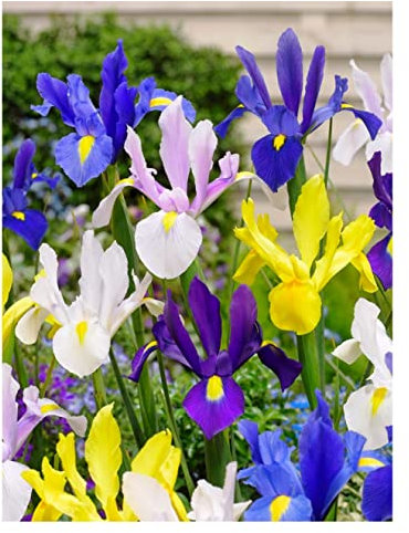 Oliwier's Bulbs 15 Dutch Iris Mix Early Spring Flowering Bulbs Iris Hollandica Mixed Perfect for Beds, Borders and Containers Lovely Cut Flowers Garden Hardy Perennials