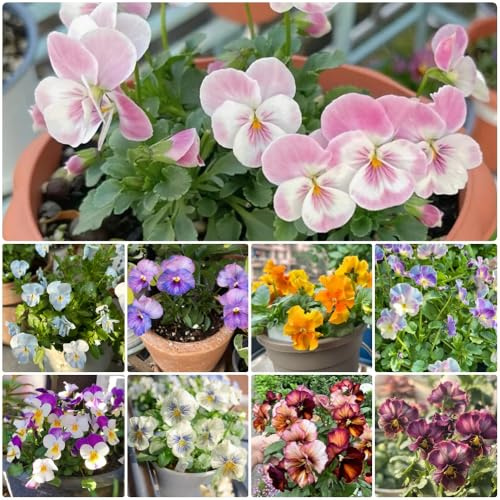 Semi di violetta cornuta - da balcone da giardino Viola cornuta - resistenti resistenti per il giardino rare semi di esotiche 600pcs