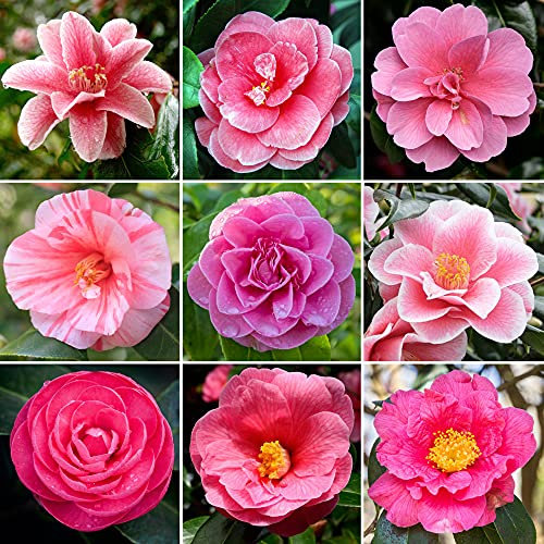 Arbusto di camelia rosa | Pianta pronta per il giardino esterno in vaso sempreverde e vibrante