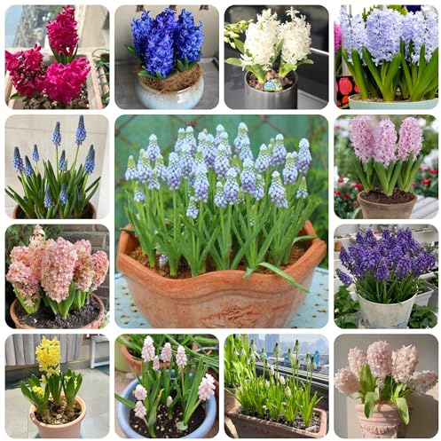 4zwiebeln hyazinthen, herbstpflanzen winterhart blühend blumenzwiebeln hyazinthen, blumenwiese gartendeko für draußen garten