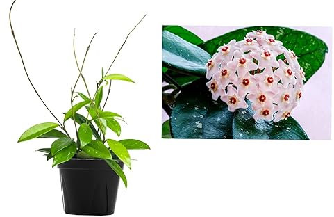 Hoya Carnosa Green Ghost - Hoya publicalix 'Green Ghost' in 12cm Pot