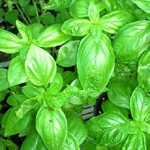 350 Graines Semences BASILIC - grand vert - genovese - appelé pistou -Ocimum basilicum - Herbes aromatique - 04
