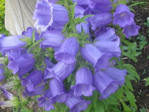 50 Blue Canterbury Bells - Campanula Medium Flower SeedsComb S/H: Only Seeds