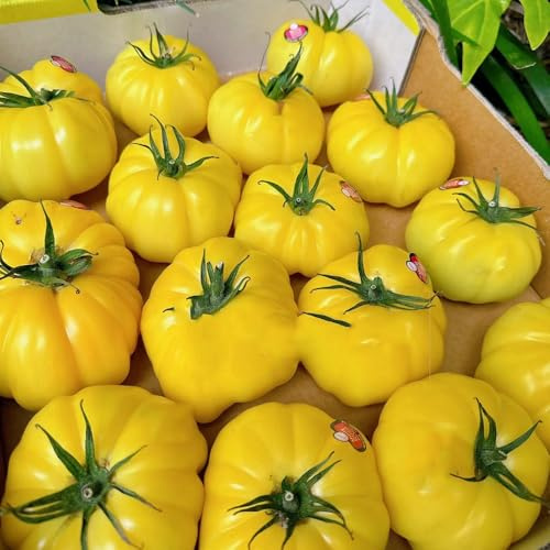FleischtomatenSamen, gartenkräuter Beefsteak tomato, gemüsesamen wintergemüse kaufen ochsenherz tomatensamen, 150pcs