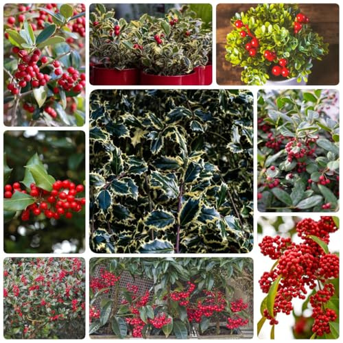semi di agrifoglio - balcone aiuola rialzata biologici 120pcs