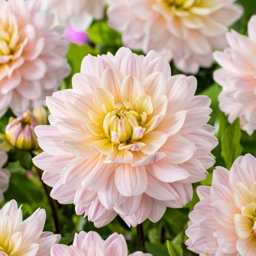Plant in a Box - Dahlia 'Diana's Memory' - lot de 3 - floraisons d'été - tubercules de dahlia - fleurs de jardin - Rose