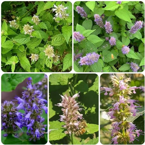Semi di ortica profumati - giardino di Agastache foeniculum - semi di selvatiche esotiche balcone 500pcs