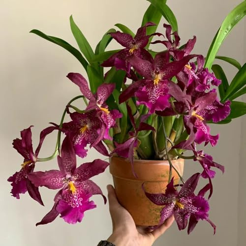 Semi di orchidea Oncidium - da ufficio raro semi di come bomboniera selvatici copertura del terreno organico resistenti per giardini rocciosi per gli 150pcs