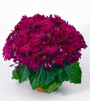 100 PZ Peric Hybrida Aster Blume Pflanze Regenbogen Crisantemo Perenne Blumen Hausgarten Pflanze: 8