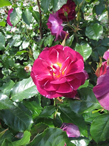 Rosa Ile de Fleurs ® - Strauchrose Ile de Fleurs ® - Kordes Rose - ADR Rose