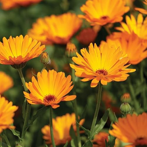 Gardeners Kitchen - Marigold Pot Plants 'Calendula' - 3 x 10cm Pot Herb Plants. (Calendula officinalis)