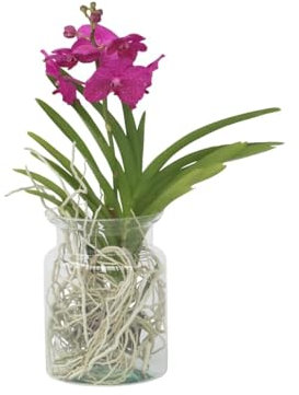 Plant in a Box - Vanda 'Bose' in Vase - Orchidee - Kirsche - Höhe 45cm