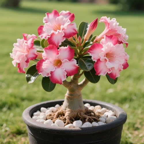 Rosa del deserto: facile da coltivare e richiede poca manutenzione-A-1 Rhizome