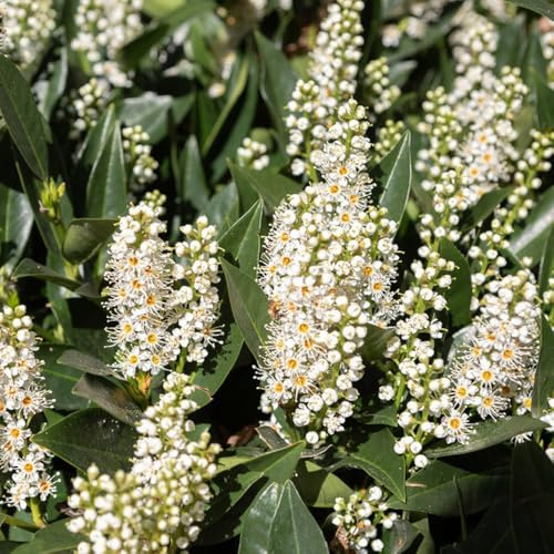 semillas de laurel cereza - jardín perennes resistentes Decoración interior 200pcs