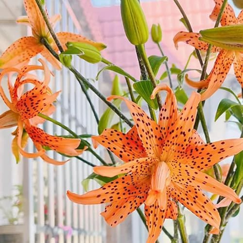 3zwiebeln lilien, lilium brownii, winterharte kübelpflanzen, blumenzwiebel lilienzwiebeln dekoblumen, balkonblumen für sonnige plätze balkon
