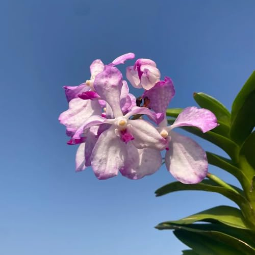 Orchidea Vanda, Decorazioni giardino per esterni decorazione organica per balcone balcone insoliti giardino, 320semi