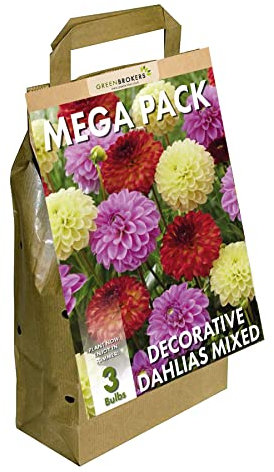 GreenBrokers Big Buy MEGA Pack Dahlia Decorative Summer Flowering Bulbs, Mixed Colours (3 Bulbs) Bee & Butterfly Friendly