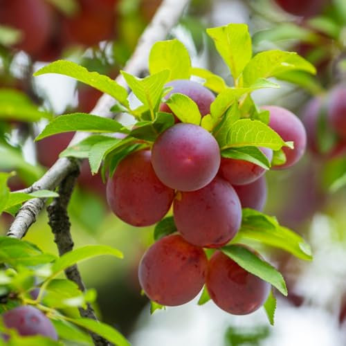 Plum (Prunus) Opal Espalier Self-Fertile Dessert Plum Small Yellow Fruits Red Flush Excellent Gage Flavour 1 x 5 Litre Pot by Thompson & Morgan