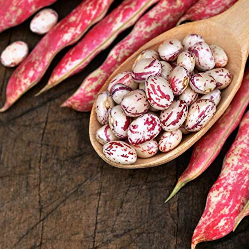 Bolly Bulbs® - Climbing French Beans 'Borlotto Lingua Di Fuoco' (25 Seeds)