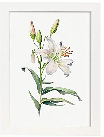 Nacnic Lilie Poster im nordischen Stil. Botanik Illustrationen mit Blumen und Pflanzen im Wasserfarbe. Innenarchitektur und Dekoration. A3 weißen Rahmen.