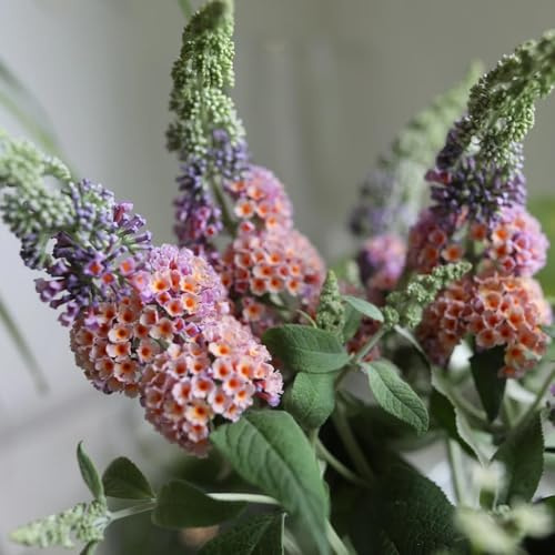Semi di lillà farfalla, Buddleja lindleyana, giardino roccioso sono resistenti Buddleia, arbusti da resistenti, biologici Le perenni 50pcs