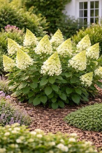 Rispenhortensie Candlelight Hydrangea paniculata im 3L Topf | Winterharte, pflegeleichte Blütenstaude mit duftenden, cremeweißen Blüten | Ideal für Garten, Terrasse&Kübel - Sommerblühender Zierstrauch