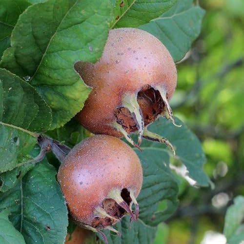 Mespilus germanica semi Nespolo bonsái per interni Letti elevati per giardino decorativi nana decorazione balcone, perenne resistenti giardino 150pcs