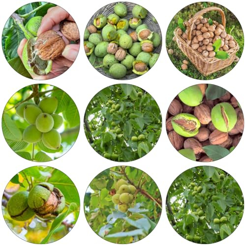 walnussbaum walnusskerne - biosaatgut pflanzensamen balkonpflanzen grünpflanzen zimmerpflanzen wintergemüse kräuterpflanzen topfpflanzen draußen winterhart nuts bonsai topf 10samen