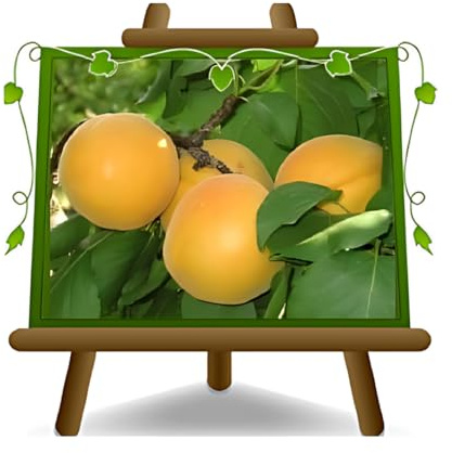 EURO PLANTS VIVAI Aprikosenbaum Luizet Obstbaum im Topf 20 cm Höhe ca. 150–170 cm – Alter 2 Jahre - Italienische Gärtnerei