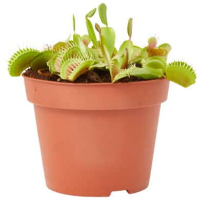 Verdecora Planta Carnívora Dionaea Muscipula | Venus Atrapamoscas | Planta Insectívora de interior (Maceta Ø12cm)