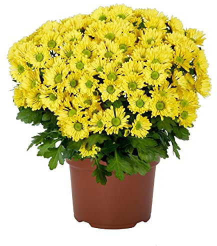 Margarita Flores Amarillas - DECOALIVE - Flores Naturales - Crisantemo - Chrysanthemum