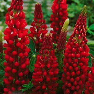 Lupinus polyphyllus 'Edelknabe' – Winterhart, Mehrjährig, Pflegeleicht – Lupine – Staude für Beet & Garten