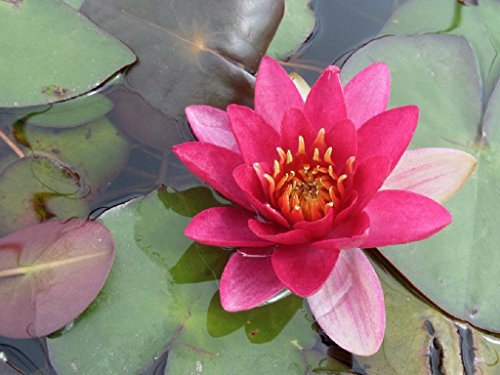 WASSERPFLANZEN WOLFF - Nymphaea 'Froebeli' - fertig im PFLANZKORB - Seerose, rot - Seerose des Jahres 2003 !