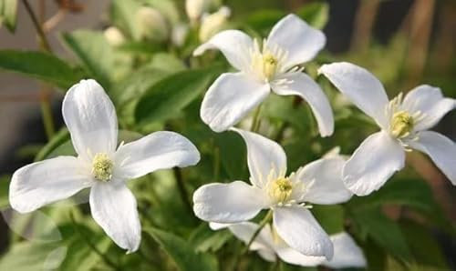 Plant Theory 60cm Cane Clematis Montana grandiflora Pink Flowering Vine Climbing Plant 3L Pot