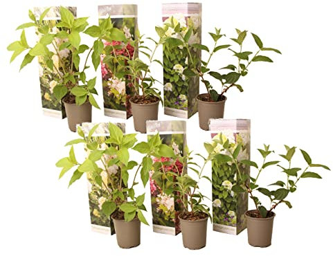 Plant in a Box - Ortensia hydrangea paniculata Mix x6 - Ortensia hydrangea Paniculata 'Pink Lady', 'Phantom', 'Silver Dollar' - Perfetta per il giardino! - Vaso 9cm - Altezza 25-35cm