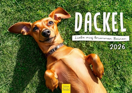 Edition Seidel Calendario premium con diseño de perro salchicha amor sobre las piernas torcidas 2026, formato DIN A4, calendario de pared, calendario para perros, cachorros, animales, niños, razas de