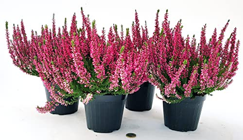 POWERS TO FLOWERS - ERICA CALLUNA ROSSA 4 PIANTE V12CM, piante vere