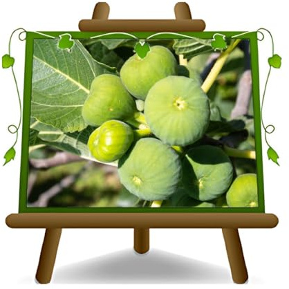 EURO PLANTS VIVAI Fico Fiorone Bianco Pianta da Frutto Antico età 2 anni | Vaso 20 cm Altezza 150-160 cm